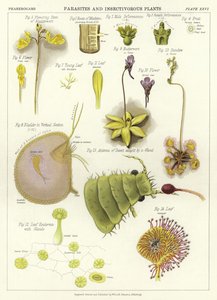 Parasites et plantes insectivores