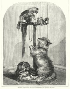 Perroquet et chiens - English School