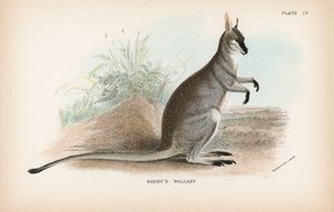 Wallaby de Parry - English School