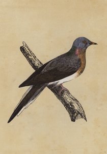 Pigeon migrateur - English School