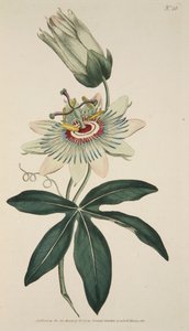 Passiflora Coerulea Fleur de la passion commune, pub. 1786 gravure coloriée à la main - English School