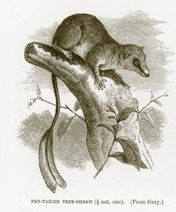 Toupaye à queue de plume, illustration de The Royal Natural History - English School