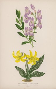 Pentstemon Crassifolium ; Érythronium Américain (lithographie en couleur) - English School