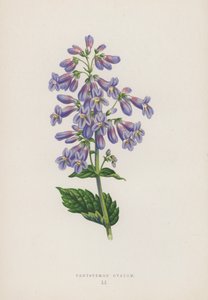 Pentstemon Ovatum (lithographie en couleur) - English School