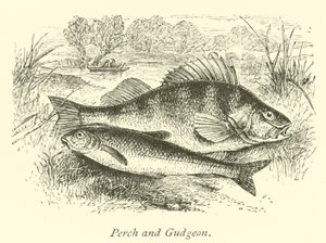 Perche et goujon