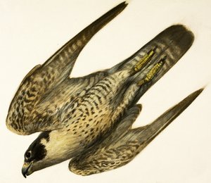 Faucon pèlerin