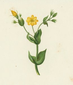 Chlore perfoliée, Chlora Perfoliata - English School