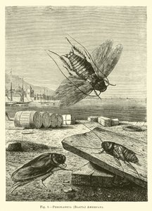 Periplaneta (Blatta) americana