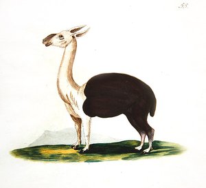 Guanaco péruvien, c.1810 - English School