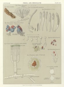 Peziza et Penicillium - English School