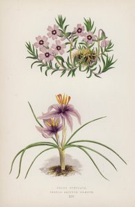 Phlox Subulata ; Crocus Sativus Graecus (lithographie en couleur) - English School