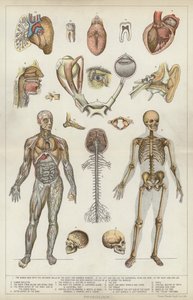 Physiologie - English School