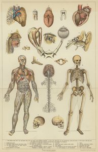 Physiologie - English School