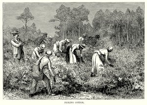 Cueillette du coton (gravure) - English School