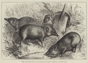 Cochons pygmées de l