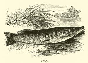 Brochet - English School
