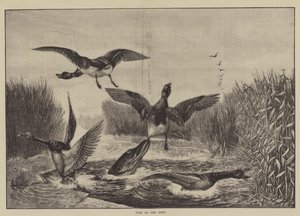 Brochet en Chasse - English School