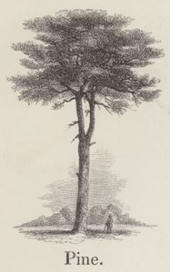 Pin (gravure) - English School