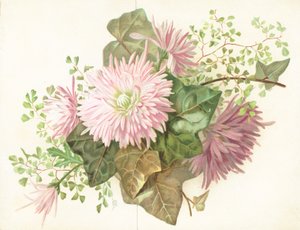 Fleurs roses (Dahlia) - English School