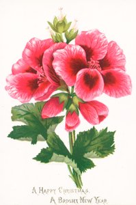 Fleurs roses, carte de Noël - English School