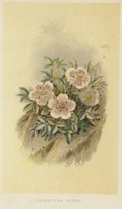 Potentille rose - English School