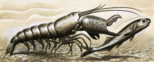 La crevette pistolet étourdit un poisson