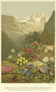 Plantes de la région alpine, les Alpes calcaires du Nord - English School