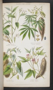 Plantes utilisées comme nourriture - English School