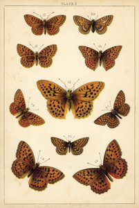 Planche de Nos papillons et mites du pays - English School