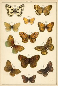Planche de Nos papillons et mites du pays - English School