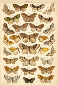 Planche de Nos papillons et mites du pays - English School