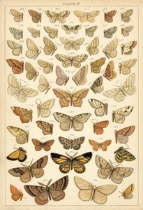 Planche de Nos papillons et mites du pays - English School