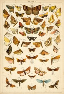 Planche de Nos papillons et mites du pays - English School