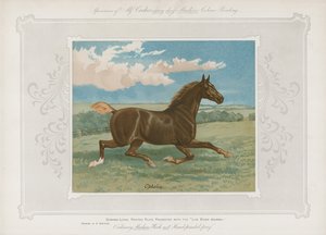 Planche présentée avec le Live Stock Journal - English School