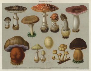 Champignons vénéneux - English School
