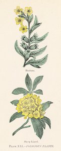 Plantes vénéneuses - English School