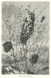 Polistes gallica et Nids - English School