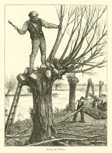 Élagage des saules