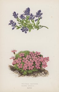 Polygala Calcarea; Silene Acaulis - English School