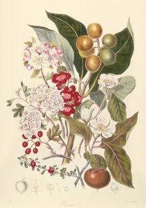Pomaceae, la tribu des pommes - English School