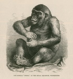Pongo à l