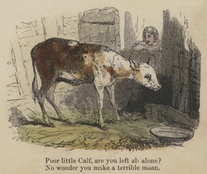 Pauvre petit veau, es-tu tout seul ? Pas étonnant que tu fasses un terrible gémissement - English School