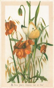 Coquelicots et papillon, Carte de Nouvel An