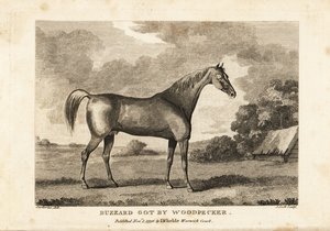 Portrait du cheval de course champion Buzzard par Woodpecker - English School