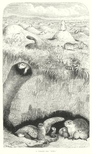 Chiens de prairie (gravure) - English School
