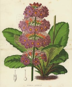 Primula Japonica - English School