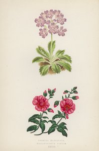 Primula Marginata; Helianthemum Roseum - English School