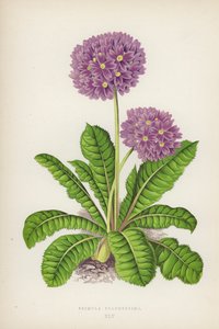 Primula Pulcherrima - English School