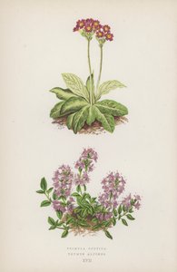 Primula Scotica; Thymus Alpinus (lithographie en couleur) - English School