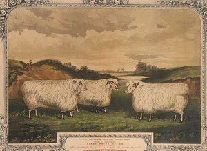 Moutons Cotswold primés, nourris avec des aliments assaisonnés avec le condiment de Thorley, commémorant le concours de bétail gras du club de Smithfield de Londres, gravé par M. Gauci (fl.1810-46) c.1840 - English School